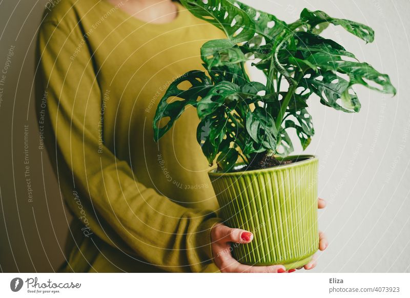 Woman carrying a potted plant. Monkey Monstera adansonii. Plant Houseplant deliciosa monster Pot plant Green Foliage plant monstera adansonii Flat (apartment)