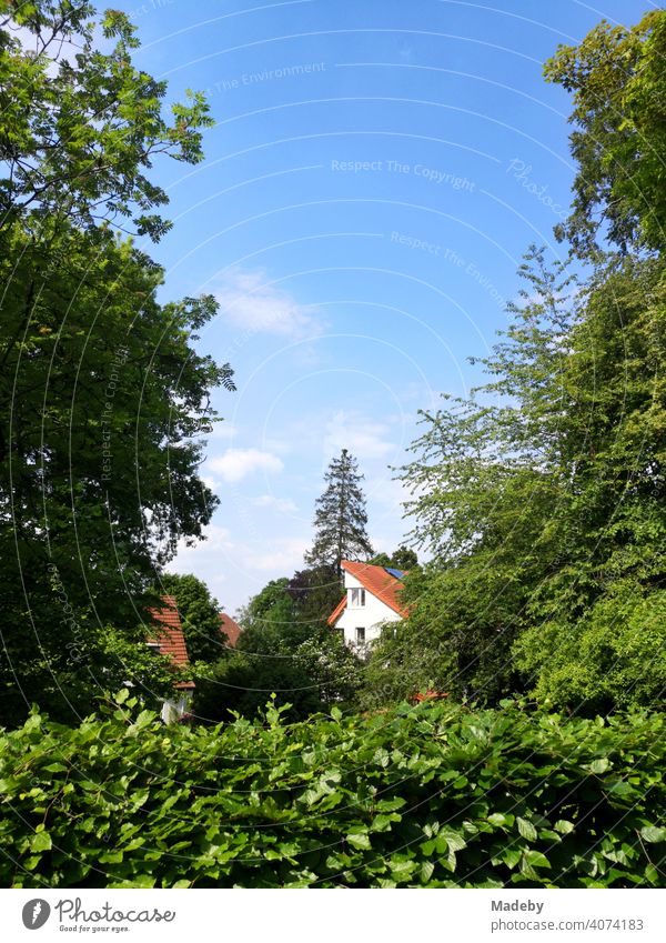 Modern houses behind green hedges, trees and bushes in summer sunshine in Oerlinghausen near Bielefeld on the Hermannsweg in the Teutoburg Forest in East Westphalia-Lippe