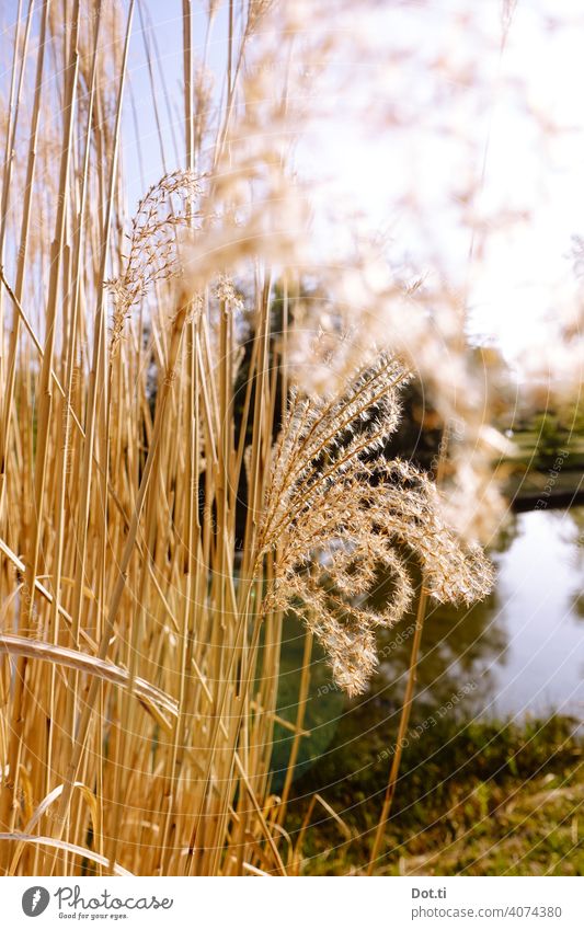 reed bed Chinese reed Miscanthus Pond Habitat Nature Water Lake Exterior shot Colour photo Deserted Landscape Lakeside Environment Calm Day Reflection Plant