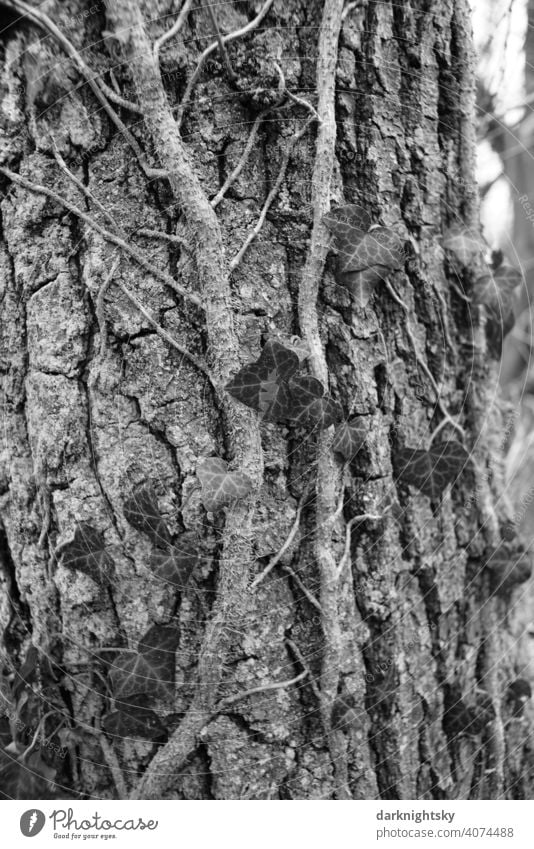 Ivy growing on a tree with rough bark in early spring Nature Tree Birch tree Environment Plant naturally Exterior shot Tree trunk Tree bark Wood Growth Leaf