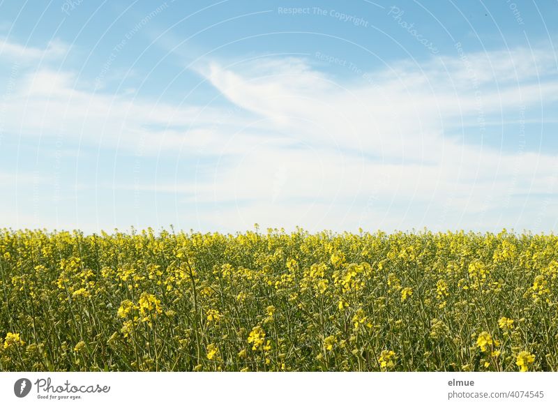 beginning rape blossom - rape field and blue sky with fair weather clouds / agriculture / farming Canola field Sky Deco Clouds Spring Oilseed rape flower