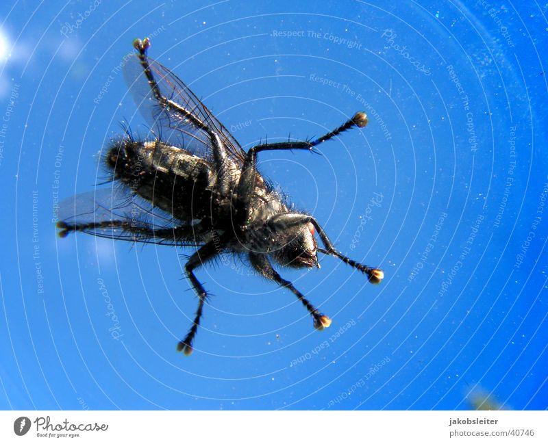 on the windscreen Windscreen Clouds Worm's-eye view Fly Sky Macro (Extreme close-up) Detail