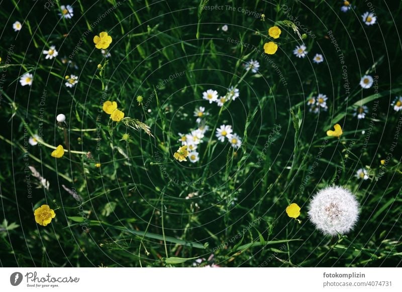 Meadow flowers from above meadow plants blossoms meadow flowers Blossoming Wild plant Sprout Dandelion Flower love Spring buttercup buttercups Daisy Plant
