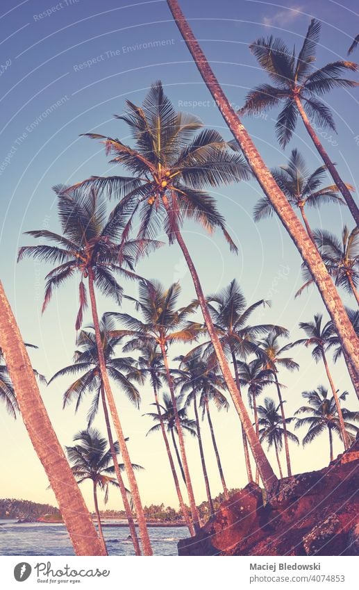 Coconut palm trees on the coast of Sri Lanka, color toned picture. coconut beach sea tropical paradise sky exotic vacation holidays nature sunset