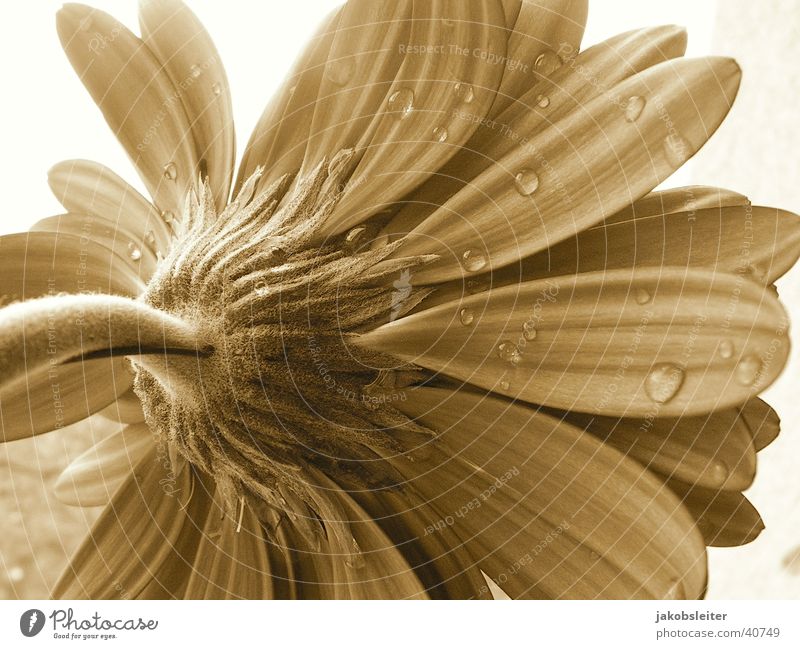 morning gift Flower Gerbera Blossom Blossom leave Rope Sepia