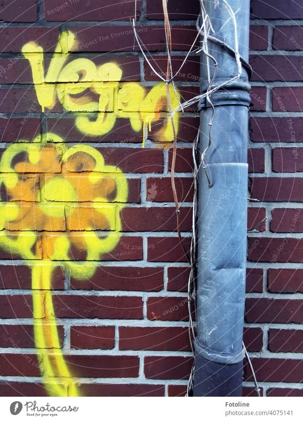 The words "Vegan" and a yellow flower were spray-painted on a brick wall next to a battered gutter. vegan Nutrition Vegan diet lettering Characters
