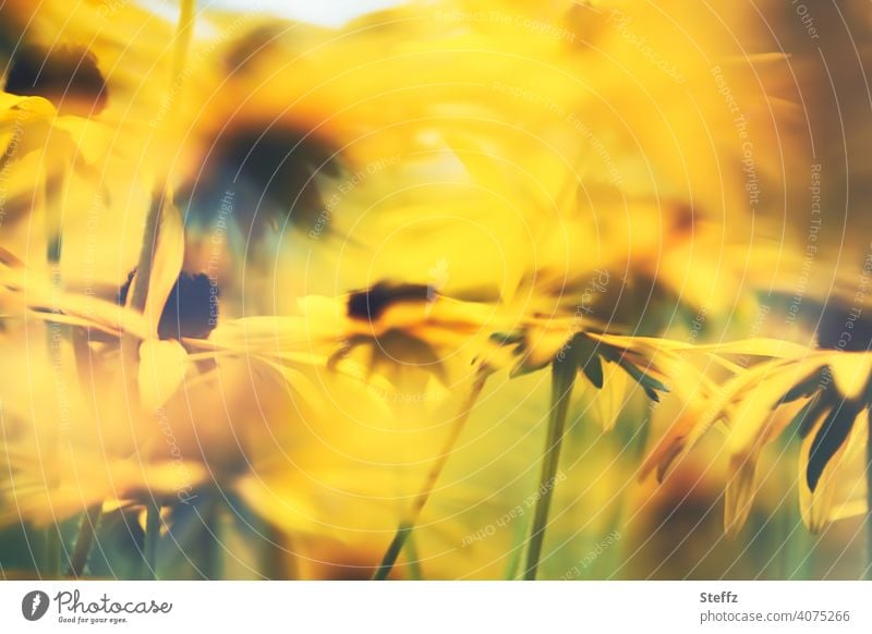 yellow sun hats Rudbeckia sea of blossoms sunny End of summer garden flowers Picturesque orange yellow Garden plants Flowerbed petals September heyday Domestic