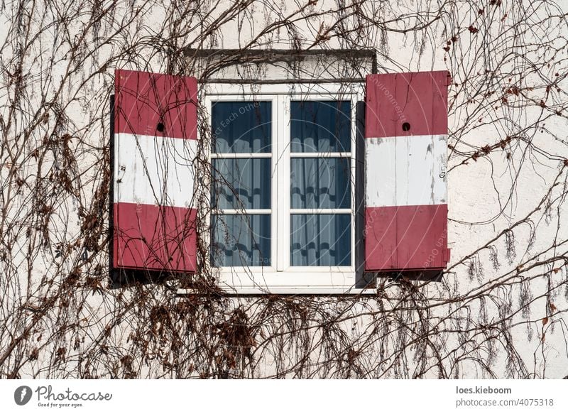 Open traditional window shutters with red white Austrian flag at wall rambeled with leafless ivy austria open retro winter facade tree tirol restaurant frame
