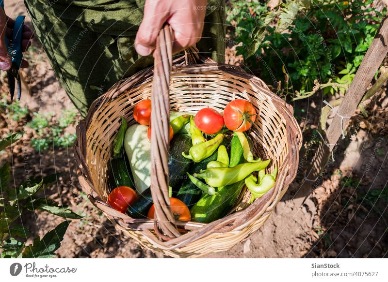 Man's hands harvesting fresh organic tomatoes in his garden farm gardening healthy food green agriculture summer plant zucchini peppers basket natural ripe