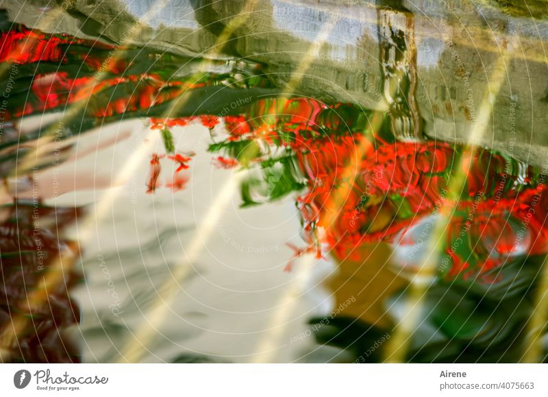 View into the well Well village fountain water level reflection Geraniums hazy Red luminescent Waves fantasy imagination variegated colored vigorously fiery red