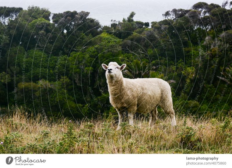 The Sheep New Zealand Wool Nature Wild Farm animal UFO cryptic Upward Observe Sky flying object ears attention Curiosity