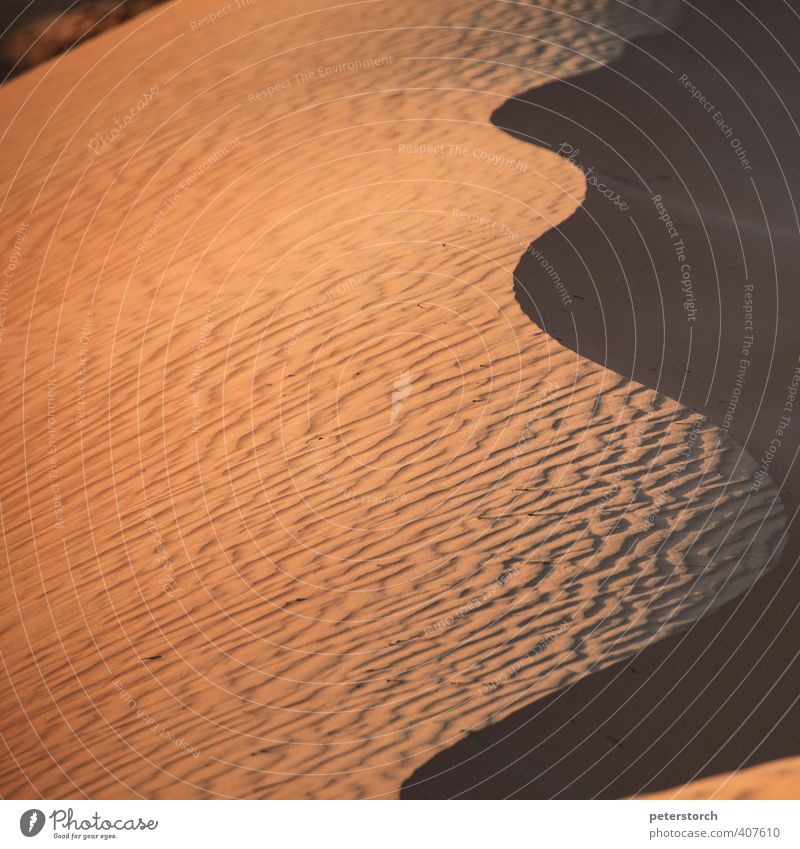 Dune 2 Vacation & Travel Nature Sand Sunlight Desert Wahiba Sands Discover Esthetic Dry Soft Movement Colour Colour photo Exterior shot Deserted Evening Light