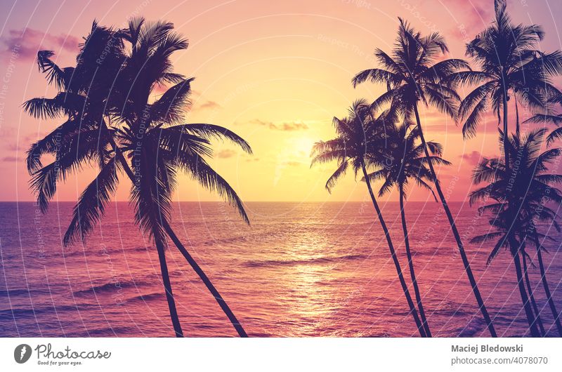 Coconut palm trees silhouettes at sunset, color toning applied. tropical beach coconut peaceful getaway water island paradise nature ocean travel sea summer