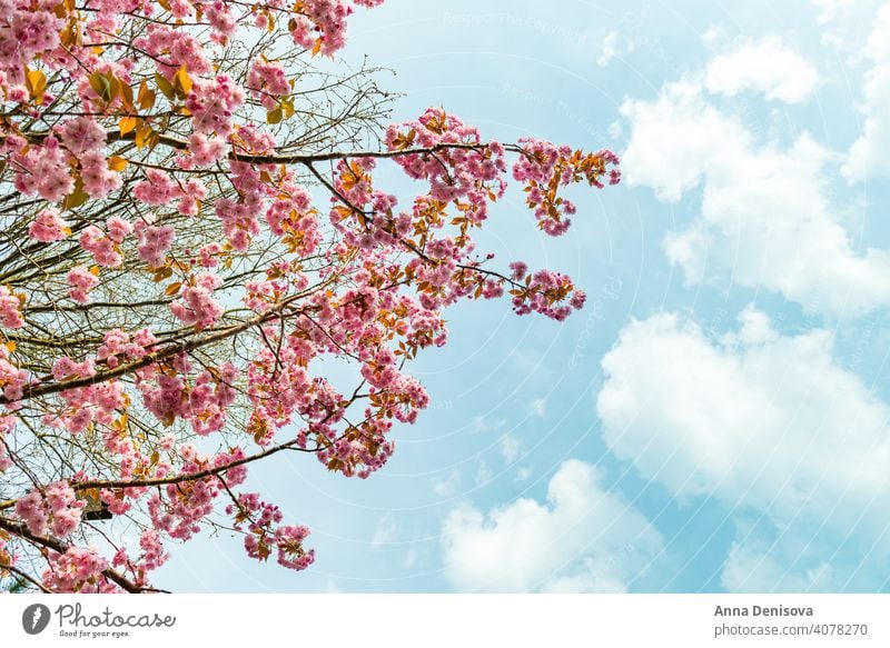 Spring nature background with cherry blossom in outdoor. Sunny