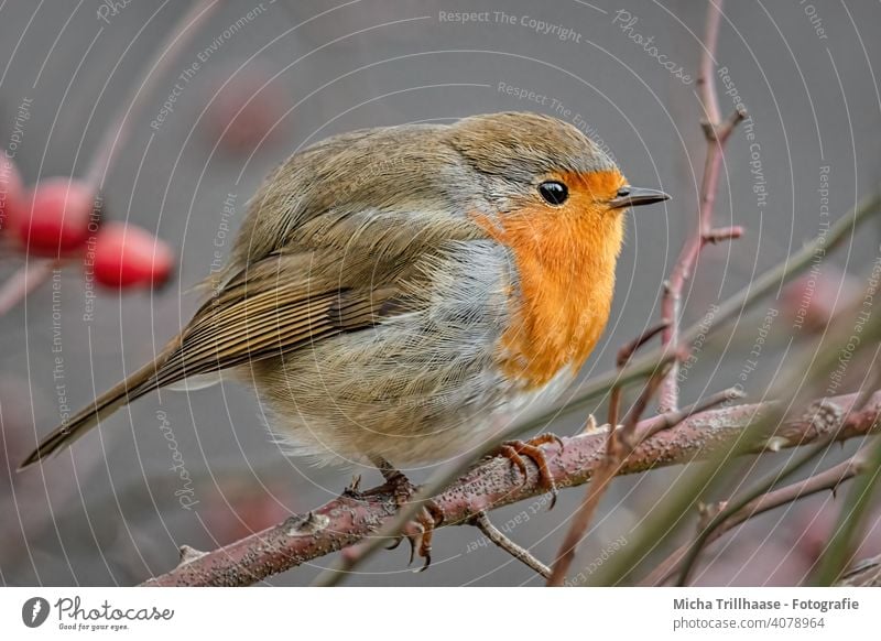 Puffed-up Robin Robin redbreast Erithacus rubecula Animal face Head Eyes Beak feathers plumage Legs Claw Grand piano Twigs and branches Bird Wild bird