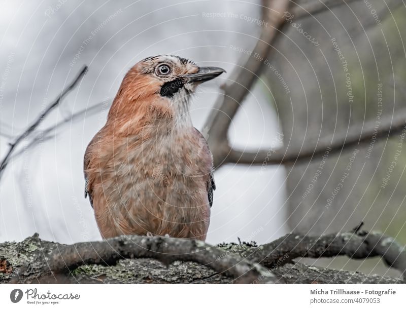 Jay in the tree Garrulus glandarius Animal face Head Beak Eyes Grand piano Feather Plumed Bird Tree Twigs and branches Looking Wild animal Nature Observe