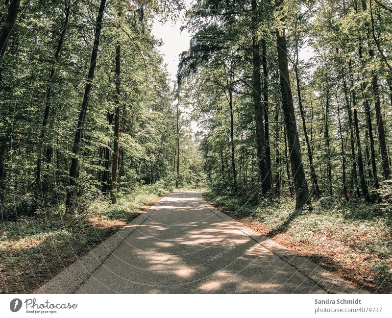 forest path Forest Tree trees Shadow off Street off the beaten track Sky Sun sunny sunbeam solar rays sunny day sunny weather cheerful warm Moody atmospheric