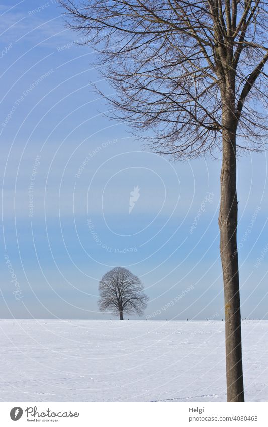 two trees in a winter landscape with blue sky Winter Tree Large Small Near afar Snow Blue sky Beautiful weather chill Tree trunk Bleak Cold Exterior shot Nature