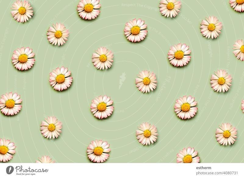 Top view of creative pattern made of white daisy flowers.Springtime concept spring allergy pollen allergies sickness rhinitis unwell bloom sneezing illness