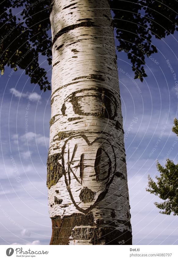 Bark of a birch tree peeling off - a Royalty Free Stock Photo from Photocase