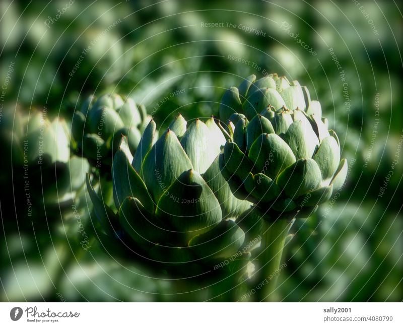 Artichokes in the field Artichoke field Artichoke plant Green Vegetable Agriculture Vegetarian diet Nutrition Food Healthy Fresh Organic naturally crop