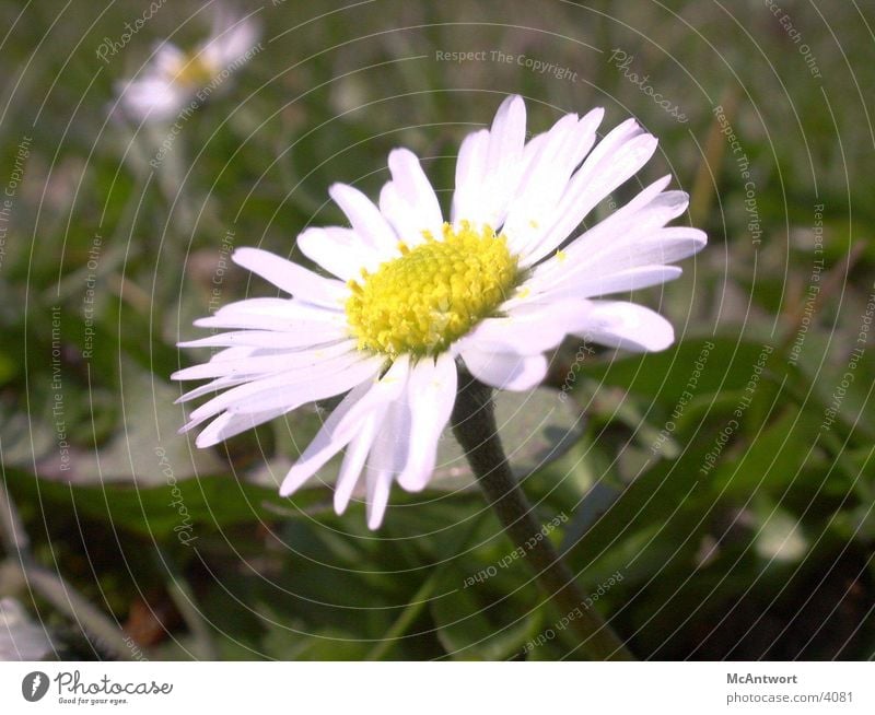 daisy Flower Plant Nature