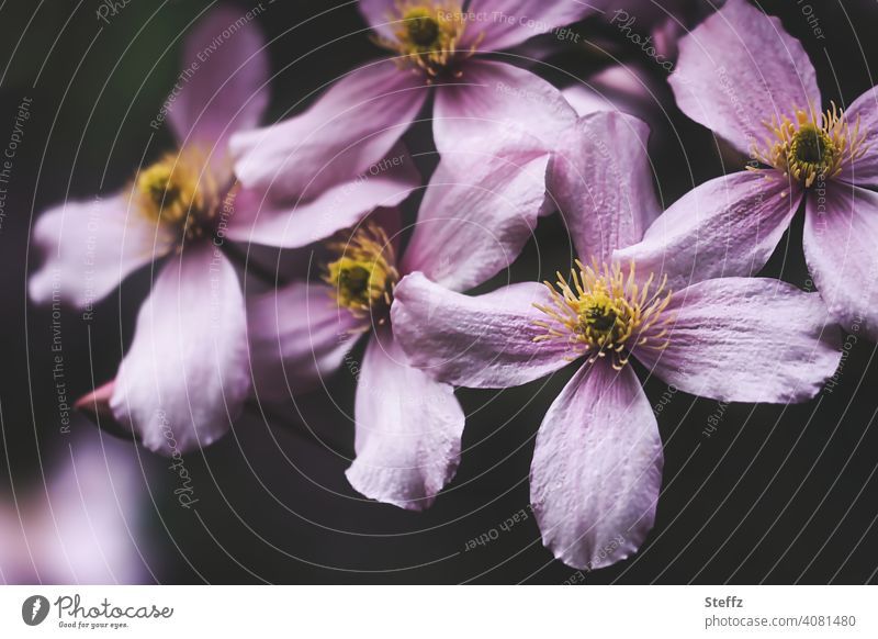 Pale pink flowering clematis Clematis clematis montana creeper blossom Mountain Vine ranunculaceae Clematis flowers garden plant Spring flower Vine plant petals