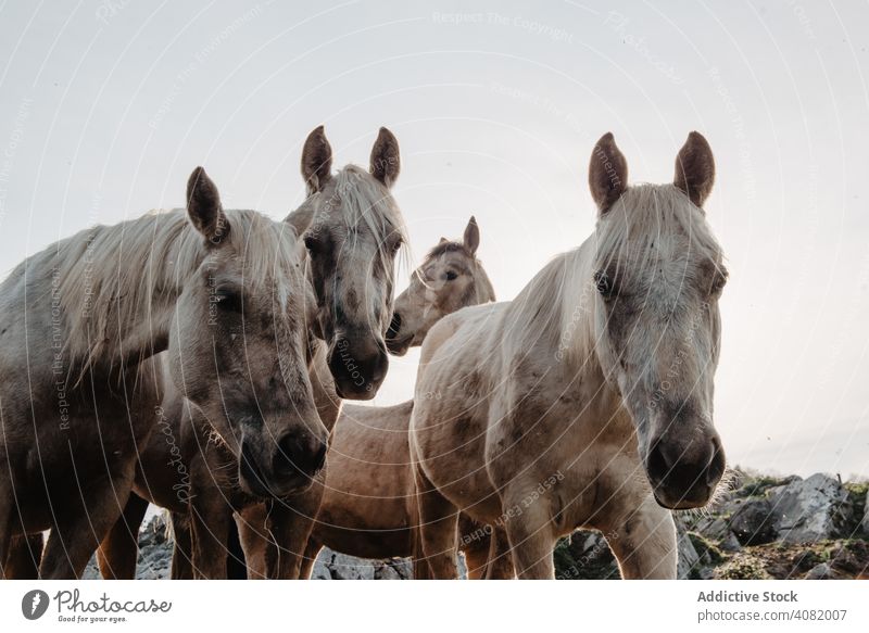 Funny horses on meadow pasturing funny field tree hill cloudy sky mountain beautiful mammal animal equine mane mare breed pony domestic head heaven stable farm