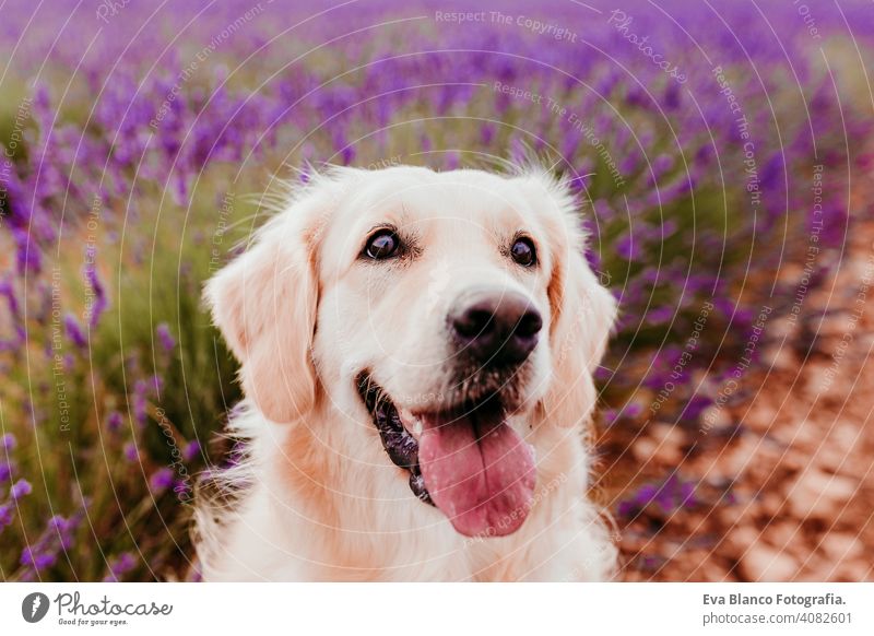 Adorable Golden Retriever dog in lavender field at sunset. Beautiful portrait of young dog. Pets outdoors and lifestyle purebred meadow outside cute nose head