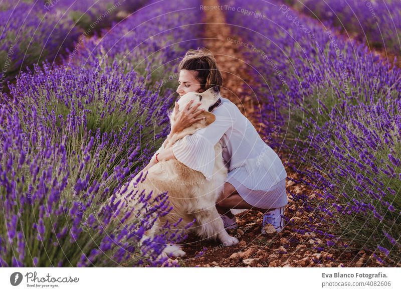 beautiful woman hugging her golden retriever dog in lavender fields at sunset. Pets outdoors and lifestyle. meadow beauty leisure freedom dress care smile