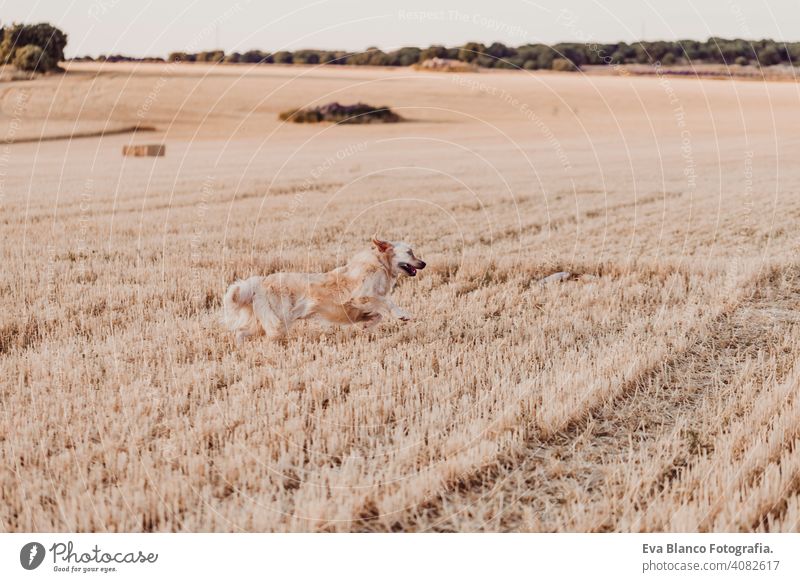 Adorable and funny Golden Retriever dog running in yellow field at sunset. Beautiful portrait of young dog. Pets outdoors and lifestyle summer beautiful fashion