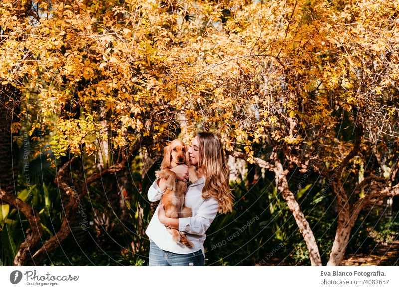 young woman and her cute puppy cocker spaniel dog outdoors in a park. Sunny weather, yellow leaves background pet sunny love hug smile kiss breed purebred