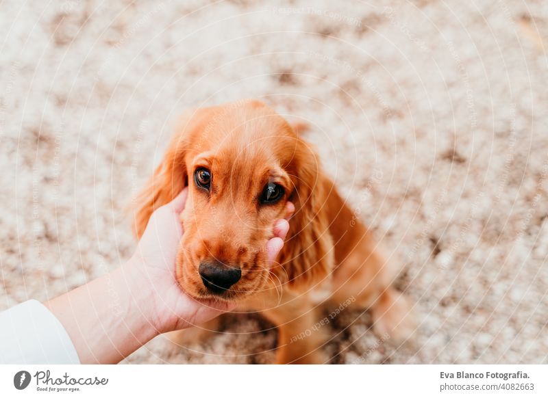 woman holding head of cute puppy cocker spaniel dog. love for animals concept pet park sunny outdoors hug smile kiss breed purebred young beautiful blonde brown