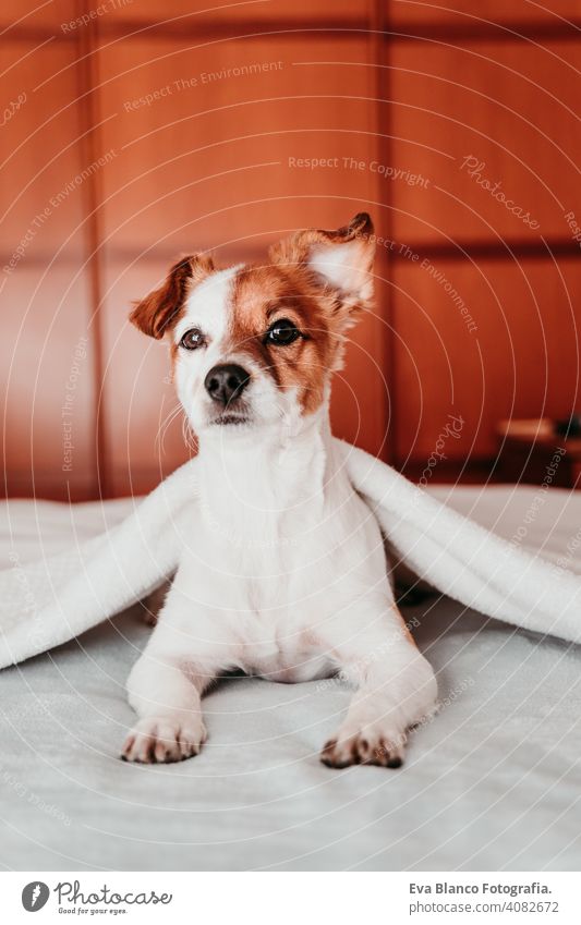 cute small jack russell dog resting on bed on a sunny day covered with a blanket sleeping tired eyes closed snout nobody enjoy lazy snore happy comfort