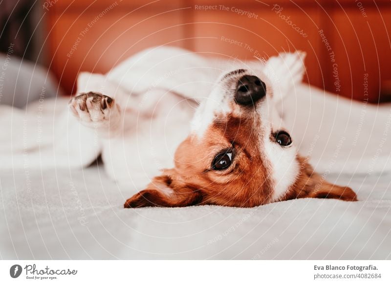 cute small jack russell dog resting upside down on bed on a sunny day sleeping tired eyes closed snout nobody enjoy lazy snore happy comfort beautiful