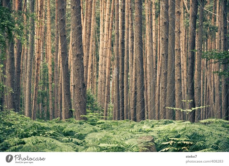 Not seeing the forest for the trees Nature Summer Tree Fern Forest Brown Green Symmetry Tree trunk Pine Undergrowth Disorientated Subdued colour Exterior shot