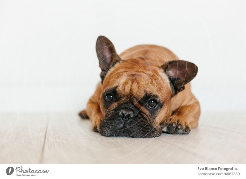 portrait of cute brown french bulldog at home and looking at the camera. Funny and playful expression. Pets indoors and lifestyle adorable animal beautiful bed