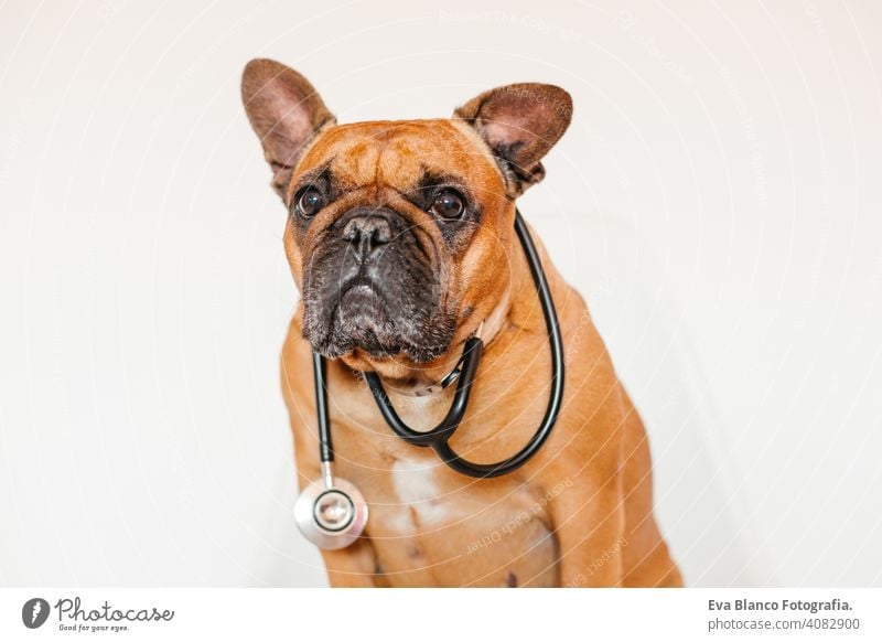 cute brown french bulldog sitting on a chair at home. Wearing a veterinarian stethoscope. Pets care and veterinarian concept adorable animal baby background