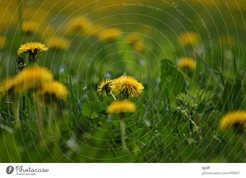 dandelion Meadow Flower Dandelion Grass Yellow Green Detail Close-up Macro (Extreme close-up)