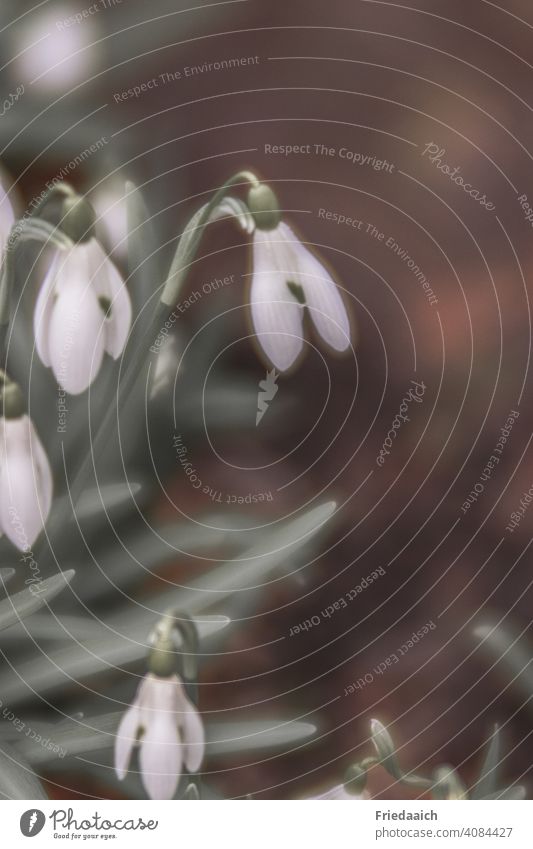 snowdrops flowers herald of spring White Close-up Detail Nature Plant Blossoming Exterior shot Shallow depth of field Garden naturally Macro (Extreme close-up)