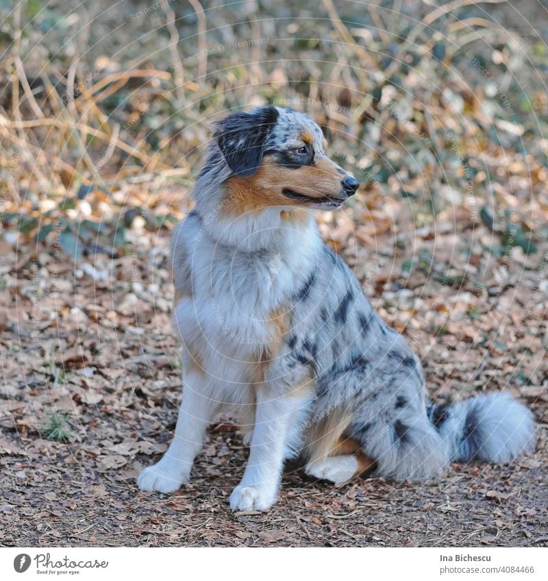 Black and best sale white shepherd dog