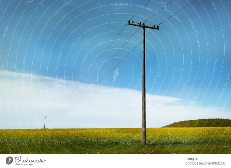 Old power poles over flowering fields Electricity pylon Transmission lines Energy industry Cable Clouds Technology High voltage power line Power transmission