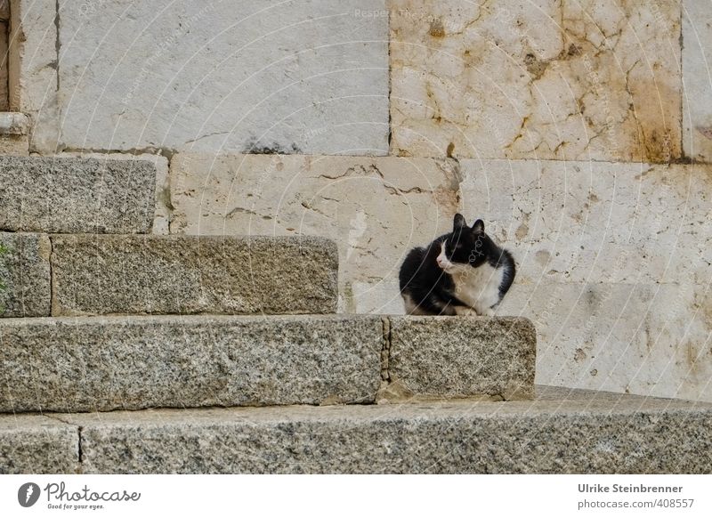 Gatto di strada 1 Cagliari Sardinia Places Stairs Facade Animal Pet Cat Street cat Observe Crouch Sit Wait Old Poverty Thin Town Watchfulness Loneliness