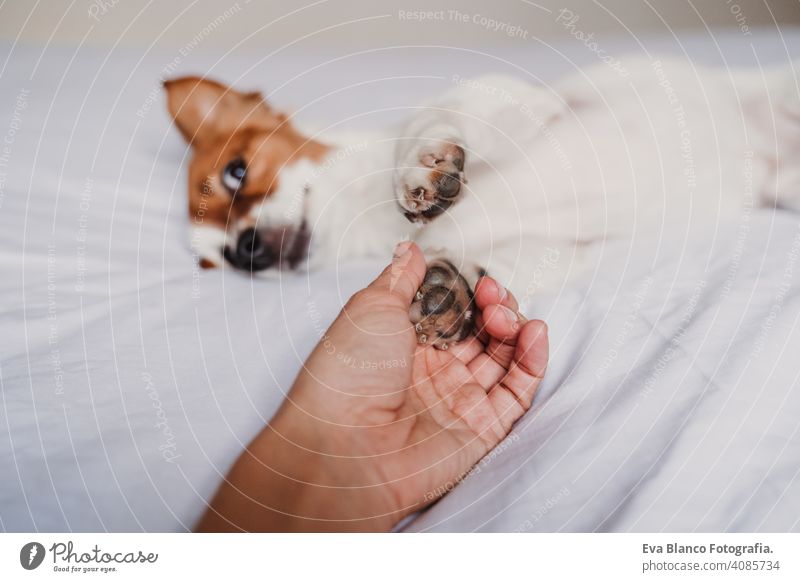 woman hand holding dog paw lying on bed owner love together togetherness paws cute jack russell resting small lovely adorable relax fall white cover under pet