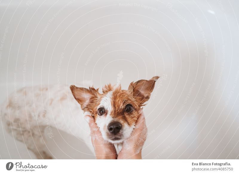 cute small jack russell dog lying on a yoga mat at home. Bottle of water  besides. Healthy lifestyle indoors - a Royalty Free Stock Photo from  Photocase