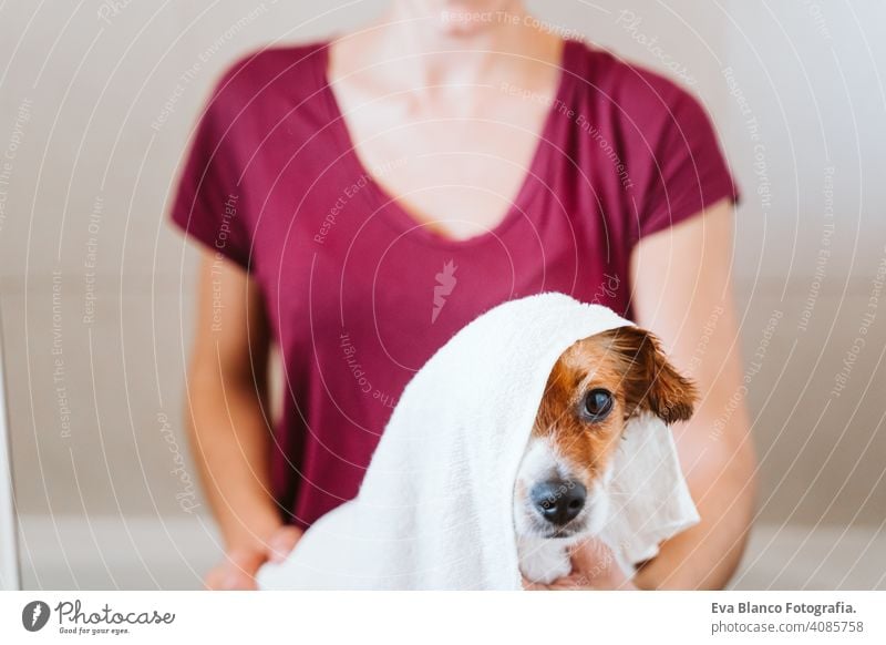 young woman drying her cute small jack russell dog with towel at home bath shower clean indoors bathtub brown funny animal bathroom soap background purebred
