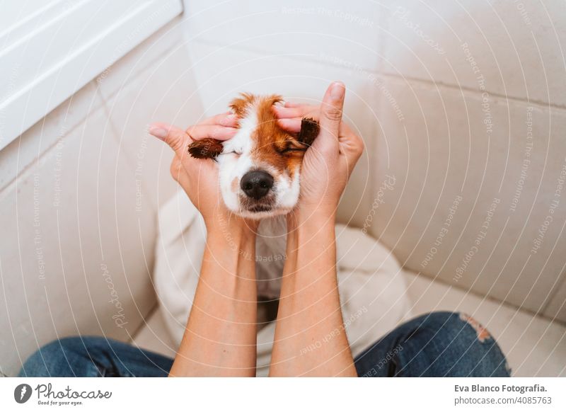 young woman drying her cute small jack russell dog with towel at home bath shower clean indoors bathtub brown funny animal bathroom soap background purebred