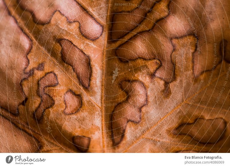 Abstract leaf veins. Brown autumn leave close up. texture old leaf. Beautiful bright colorful autumn leaf . Macro photography nature beautiful environment flora