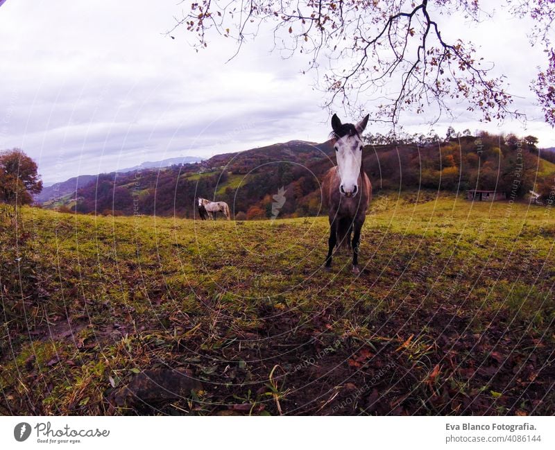 panoramic view of a horse in a green field. Cloudy sky. Nature and mountains in the north of Spain. animal wilderness lifestyle trail natural sunny alpine