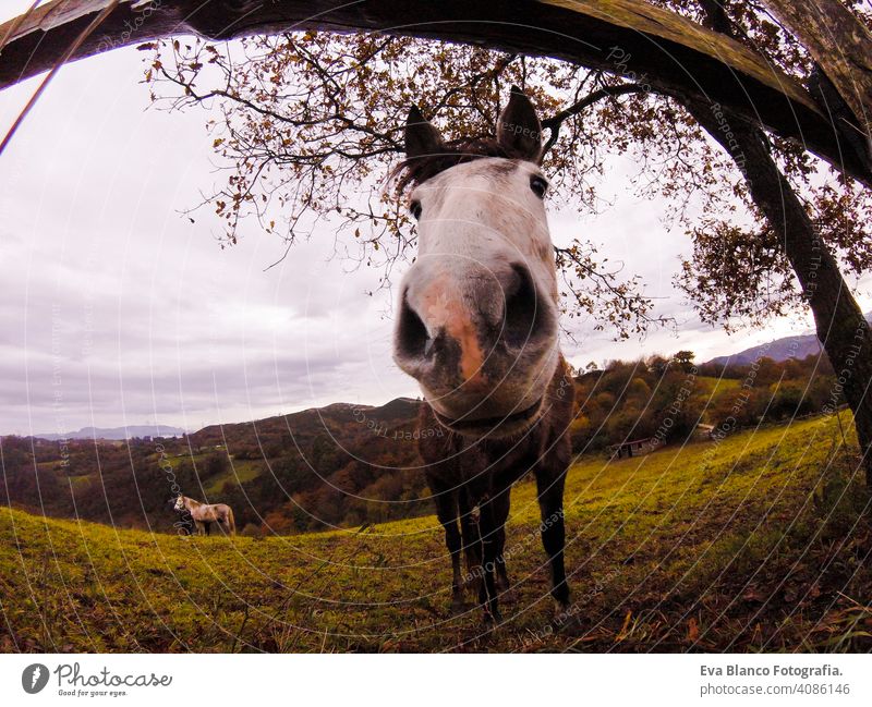 close up fish eye vie view of a horse in a green field. Cloudy sky. Nature and mountains in the north of Spain. animal wilderness lifestyle trail natural sunny